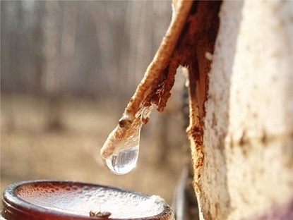 Белорусская весна: заготовка березового сока в спелых лесах