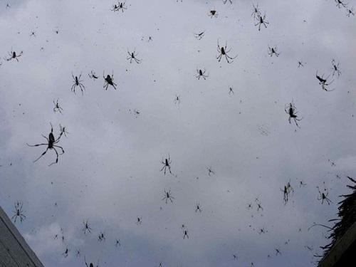 Дождь из пауков прошел в Австралии