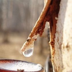 Белорусская весна: заготовка березового сока в спелых лесах
