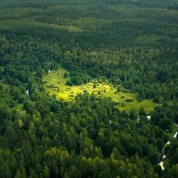 Белорусский лес раздавать частникам не торопятся