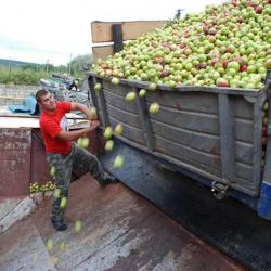 ЯБЛОЧНАЯ НЕДОСТАТОЧНОСТЬ: Пять попыток незаконного перемещения яблок пресекли гомельские таможенники
