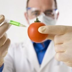 Вся суть в трех буквах: застрахованы ли гомельчане от продуктов с ГМО