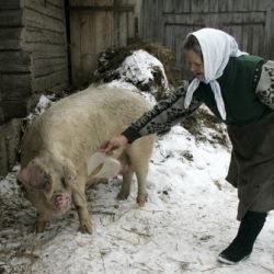 Приоритеты белорусского АПК на 2015 год: качество кормов, новые фермы и свиноводческие комплексы
