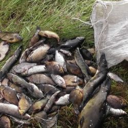 «ШТРАФНОЙ» УЛОВ: В Мозырском районе два рыбака-браконьера наловили рыбы на 11 000 штрафа