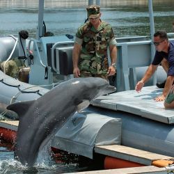 В Крыму боевые дельфины искали мины 