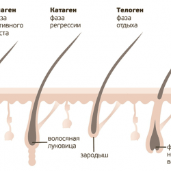 Из чего «сделаны» волосы?