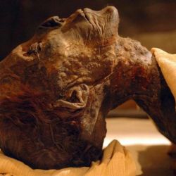 Великие мумии Египта приедут в Гомель