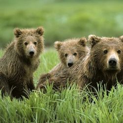 Две медведицы с медвежатами отравились шоколадом