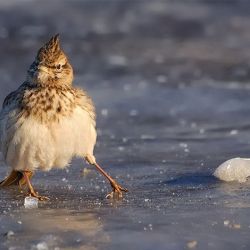 Оранжевый уровень опасности из-за гололеда и сильного ветра объявлен 8 декабря в Беларуси 