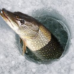 Запрет на лов щуки вводится в Беларуси с 1 марта