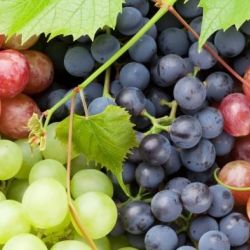 Почему виноград не бывает червивым?