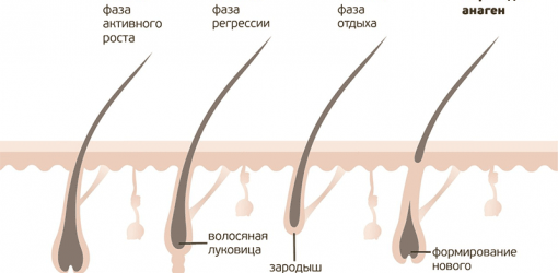 Из чего «сделаны» волосы?