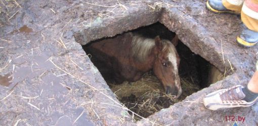 В Добрушском районе из-под земли вытащили лошадь (фото)