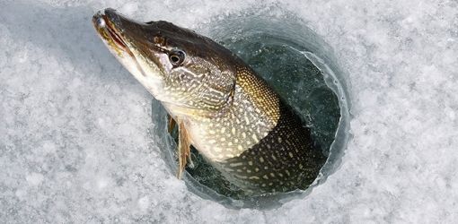 Запрет на лов щуки вводится в Беларуси с 1 марта