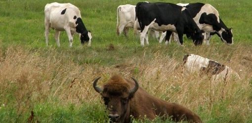 Беловежского зубра, долгое время жившего среди стада коров, вернули в пущу